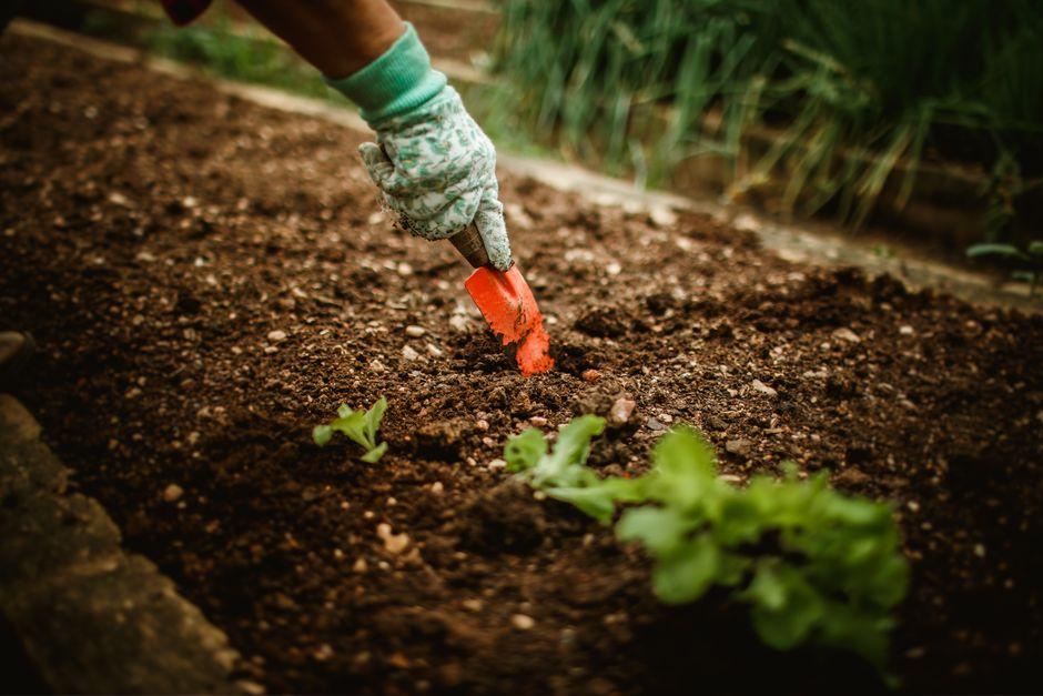 What is the Best Soil for Vegetables? Easy Tips for a Healthy Garden You’ll Love
